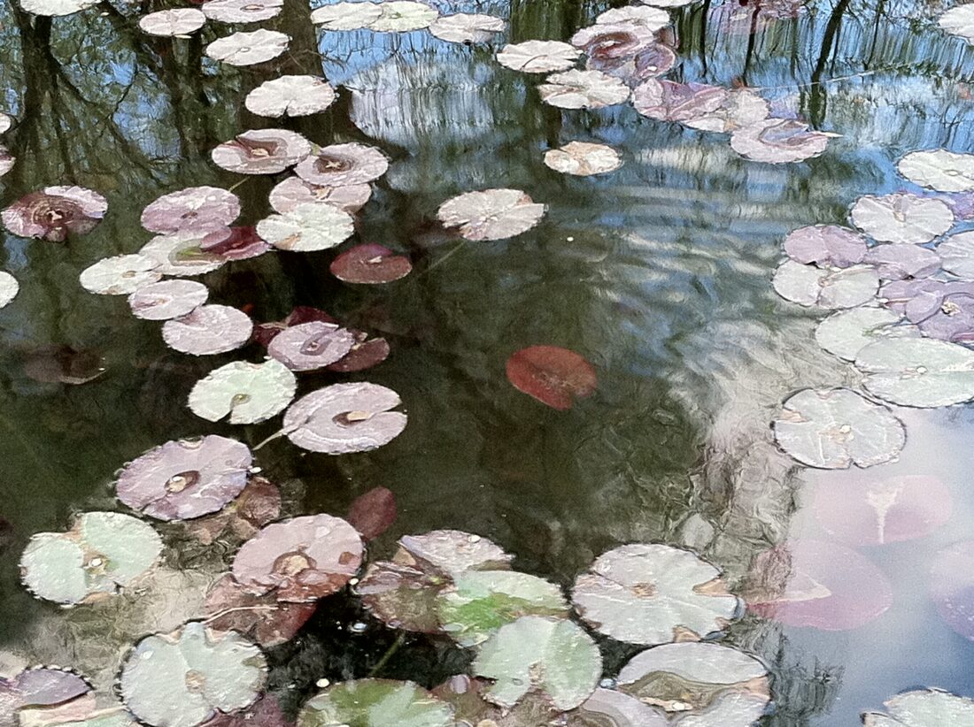 waterlilies - inspiration for memoir-writing